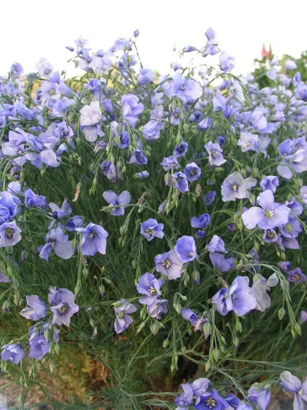 Linum Sapphire