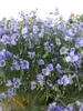 Linum Sapphire