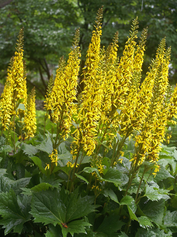 Ligularia The-Rocket
