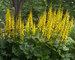 Ligularia The-Rocket