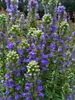 Lobelia Blue-Selection