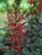 Lobelia Black Truffle