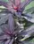 Lobelia Black Truffle