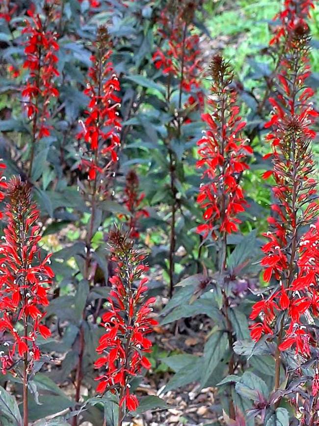 Lobelia Black Truffle Bluestone Perennials