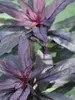 Lobelia Black Truffle