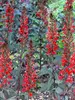 Lobelia Black Truffle