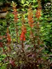 Lobelia Black Truffle