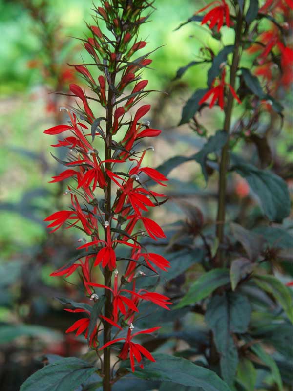 Lobelia Black Truffle | Bluestone Perennials