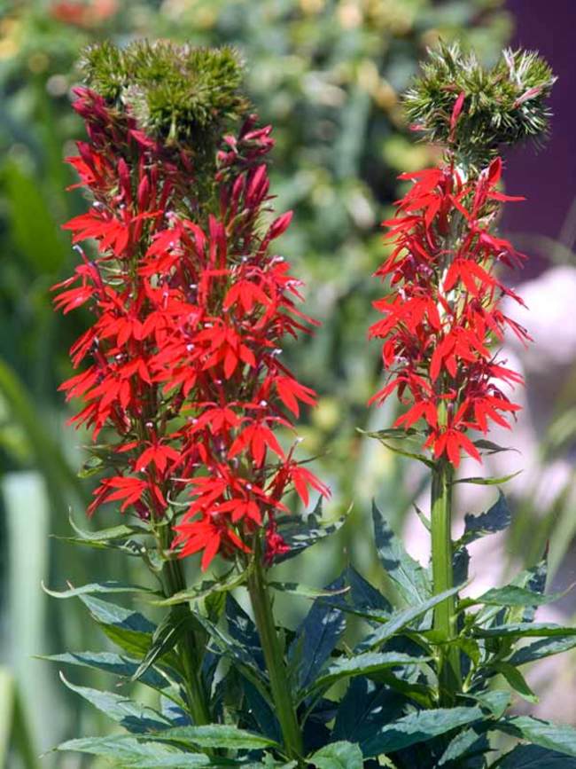 Lobelia Cardinalis Bluestone Perennials