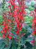 Lobelia Cardinalis