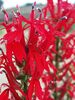 Lobelia Cardinalis