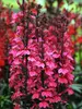 Lobelia Starship Deep Rose