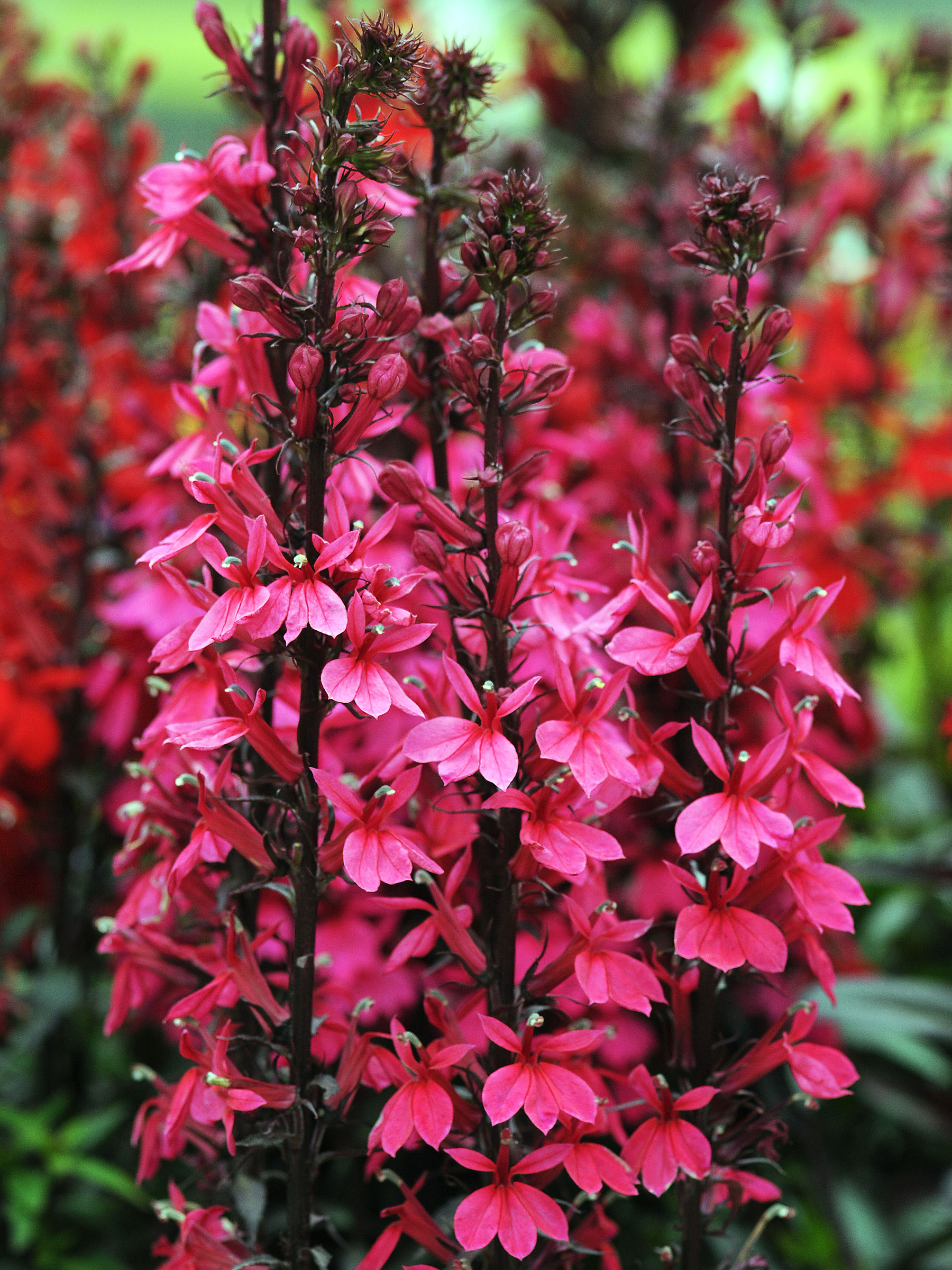 ロブマイヤー　チロル　フラワーベース Lobelia Starship Deep Rose | Bluestone Perennials