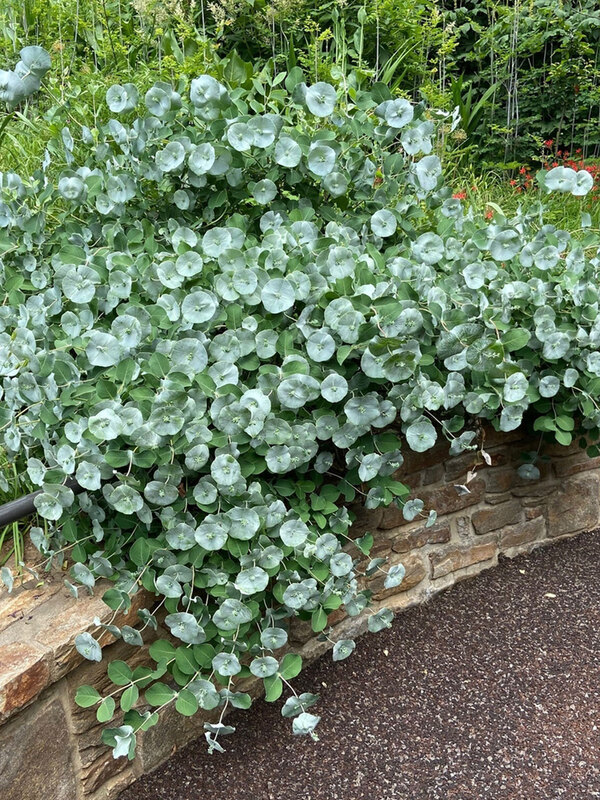 Lonicera Kintzley's Ghost