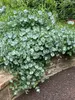 Lonicera Kintzley's Ghost