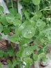Lonicera Kintzley's Ghost