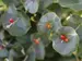 Lonicera Kintzley's Ghost