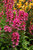 Lobelia Monet-Moment