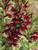 Lobelia Ruby-Slipper