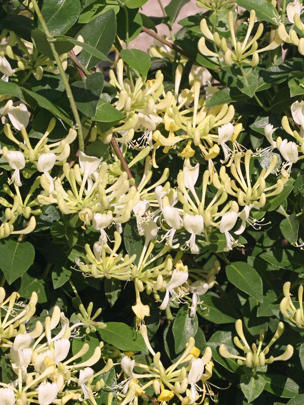 Lonicera Scentsation