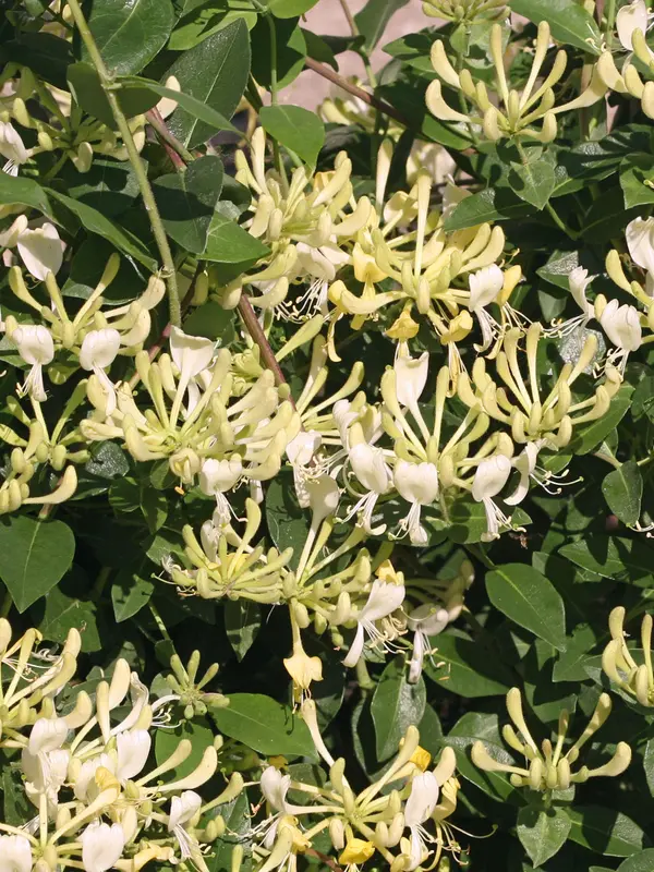 Lonicera Scentsation