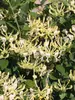 Lonicera Scentsation