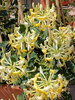 Lonicera Scentsation
