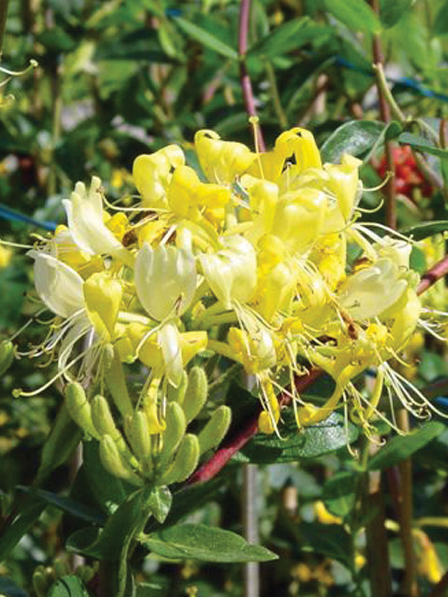 Lonicera Scentsation (Honeysuckle, Woodbine)