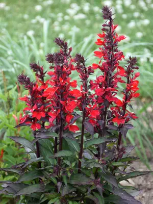 Link to Lobelia Starship&#153; Scarlet