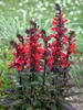 Lobelia Starship Scarlet