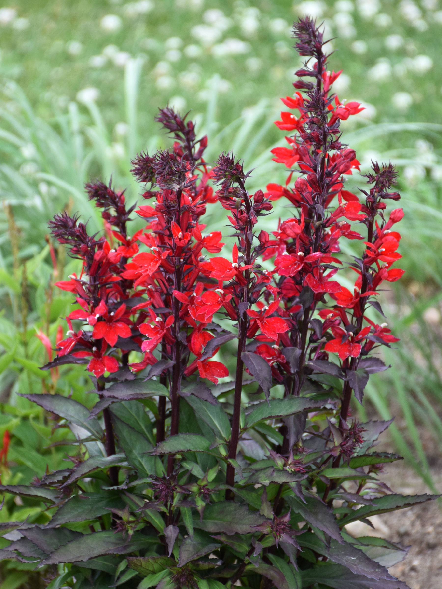 Lobelia Starship Scarlet | Bluestone Perennials
