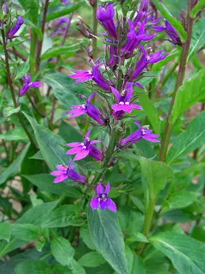 Link to Lobelia Vedrariensis