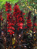 Lobelia Vulcan Red