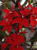 Lobelia Vulcan Red