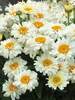 Leucanthemum Adorable