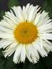 Leucanthemum Adorable