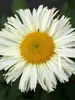 Leucanthemum Adorable