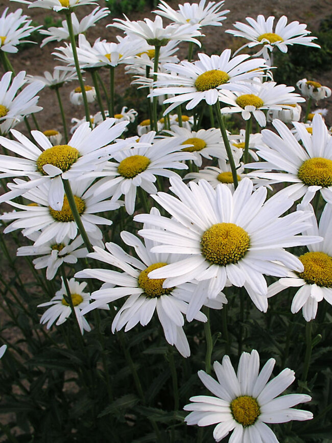 Leucanthemum Alaska