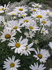 Leucanthemum Alaska