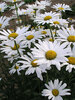 Leucanthemum Alaska