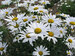 Leucanthemum Alaska