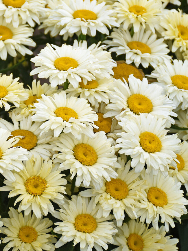 Leucanthemum Banana Cream