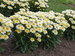 Leucanthemum Banana Cream