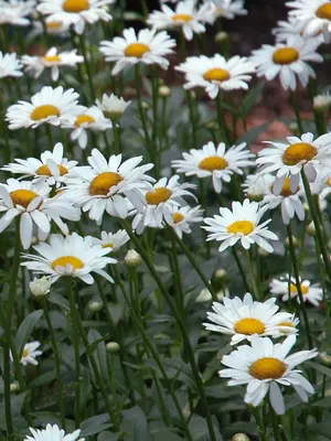 Link to Leucanthemum Becky