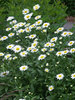 Leucanthemum Becky