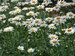 Leucanthemum Becky