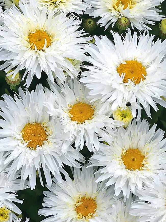 Leucanthemum Belgian Lace