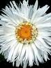 Leucanthemum Belgian Lace