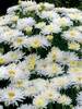 Leucanthemum Belgian Lace