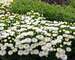 Leucanthemum Belgian Lace